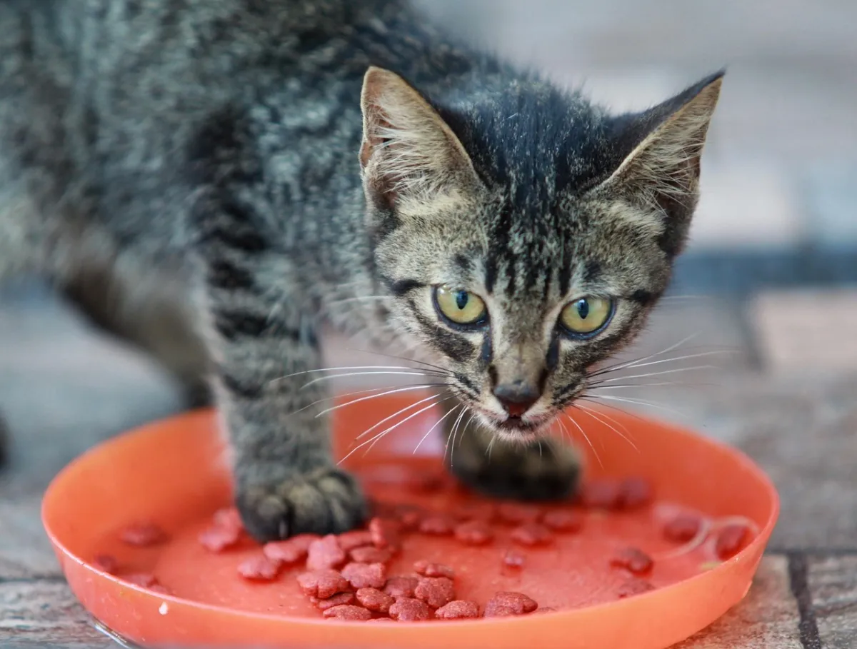 Quantas vezes um gato filhote de 2 meses deve comer por dia?
