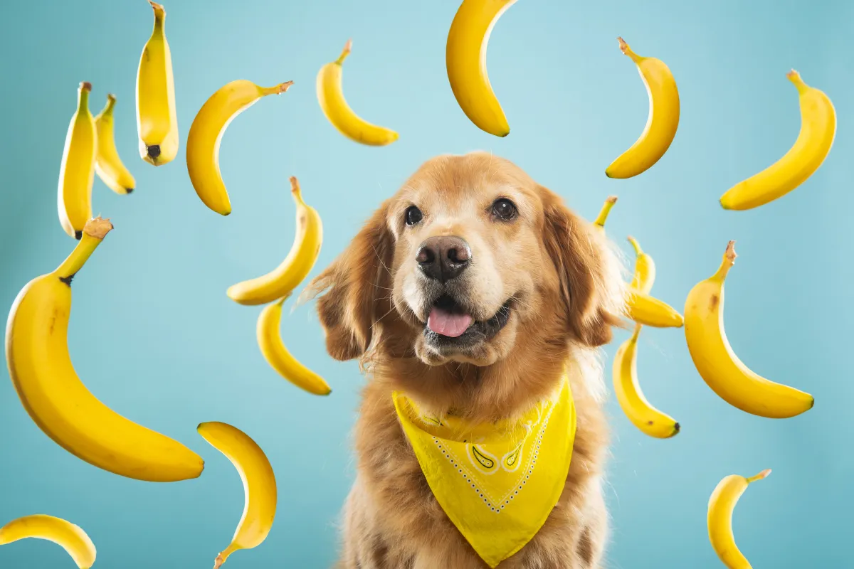 Cachorro pode comer banana todos os dias?