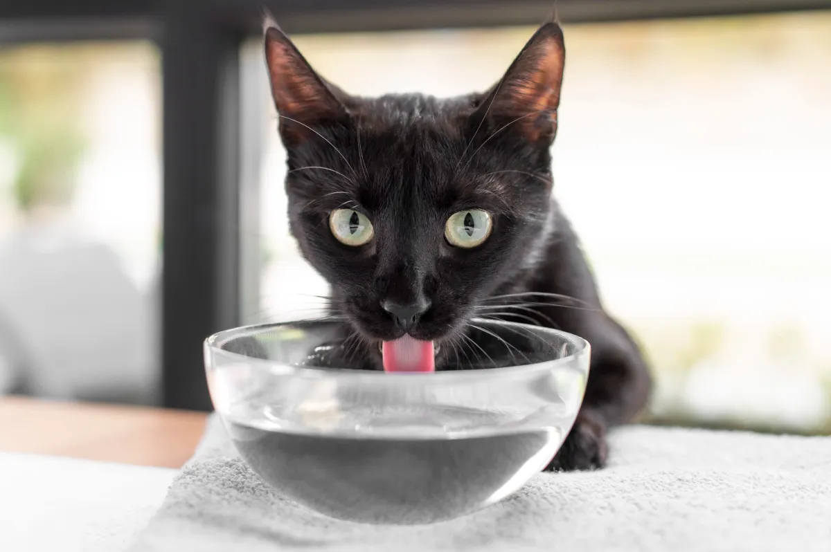 Como incentivar o gato a beber mais água no dia a dia
