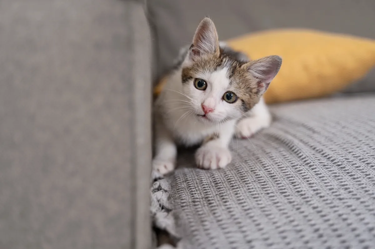 Como adaptar um gato filhote em apartamento pequeno