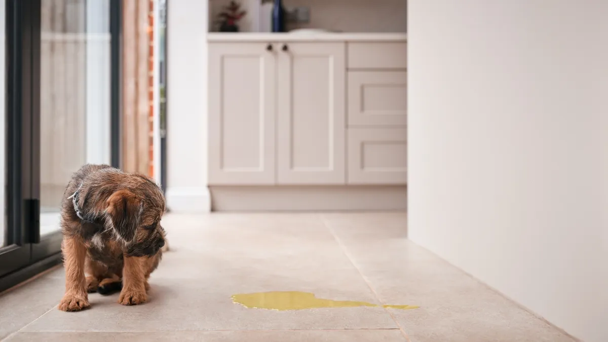 Com quantos meses o cachorro filhote aprende a fazer xixi no lugar certo?