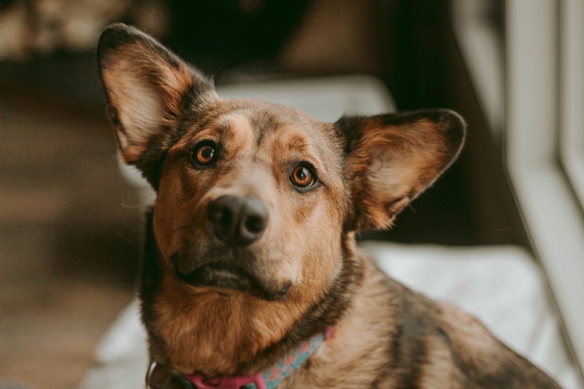 Como acalmar cachorro ansioso quando fica sozinho em casa