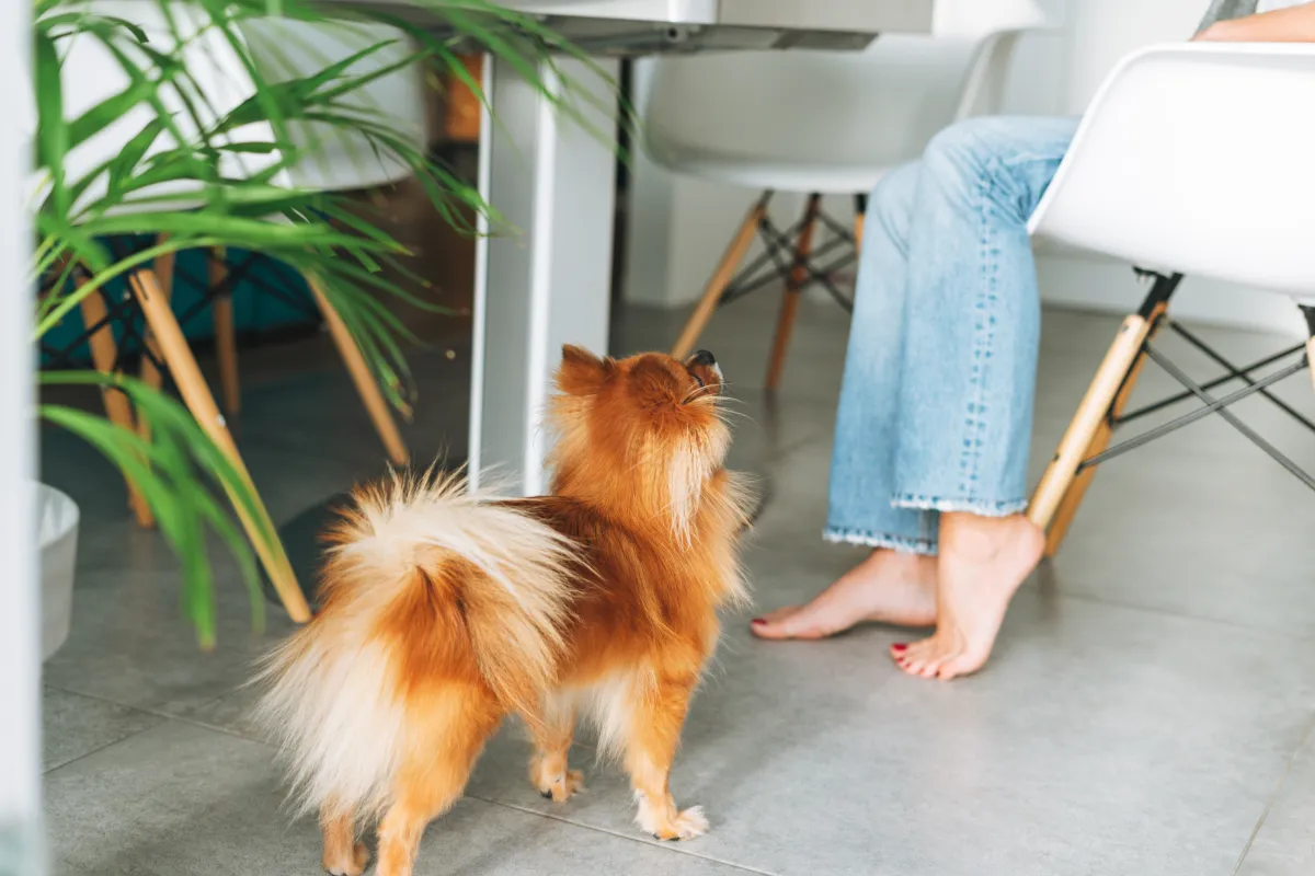 Por que meu cachorro me segue pela casa o tempo todo?