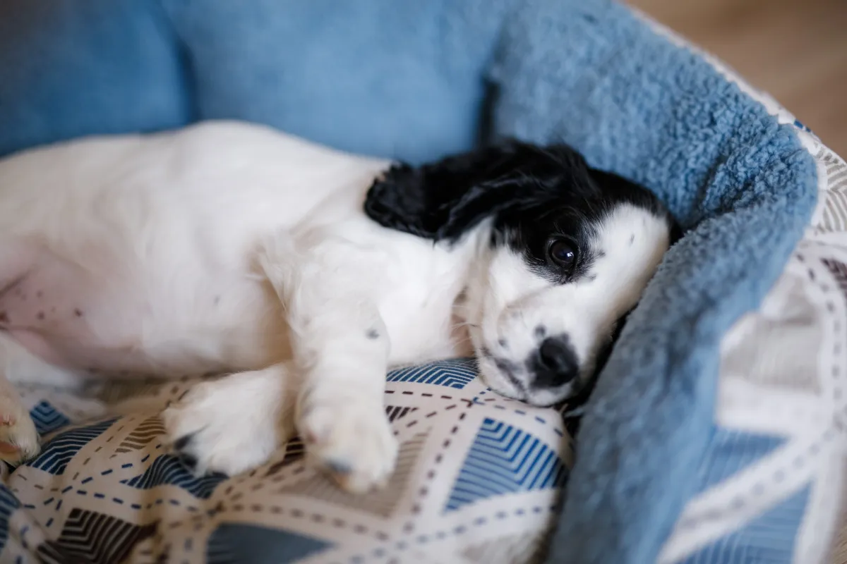 Cachorro filhote chorando na primeira noite: o que fazer para acalmar