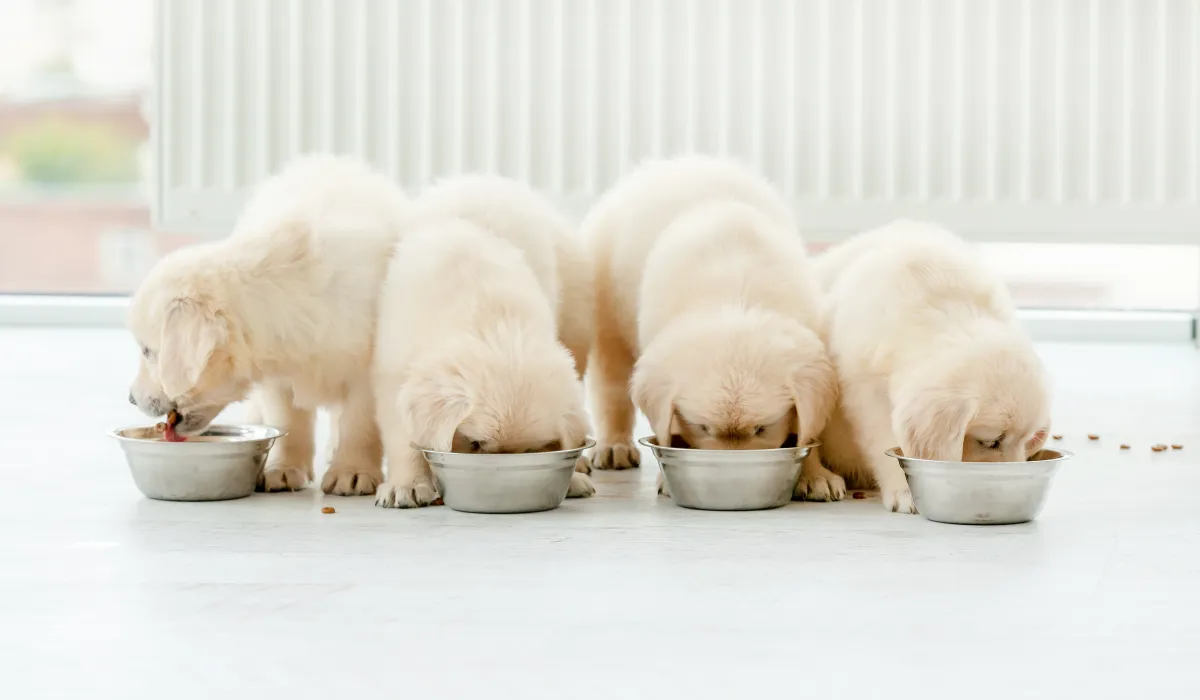 Quantas vezes cachorro filhote de 2 meses deve comer por dia?