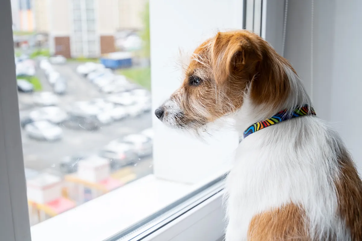 O que fazer quando o cachorro late muito à noite no apartamento