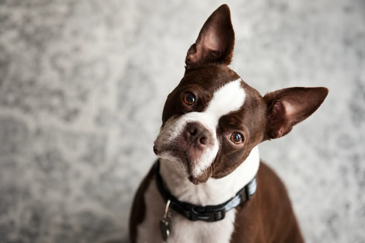 Por que os cachorros inclinam a cabeça quando escutam a voz do dono?