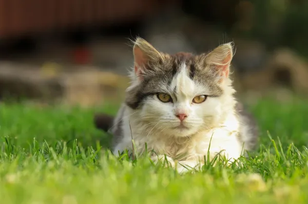 O que significa quando o gato balança a ponta do rabo?