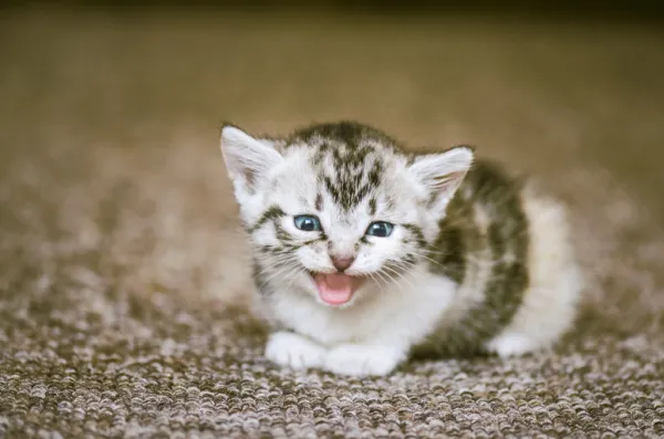 Gato filhote miando muito à noite: o que pode ser?