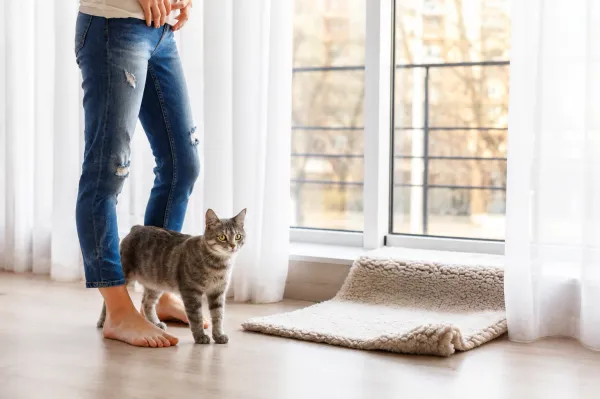 Por que meu gato me segue pela casa o tempo todo?