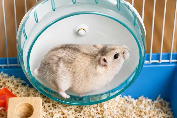 Por que os hamsters correm tanto na roda durante a noite?