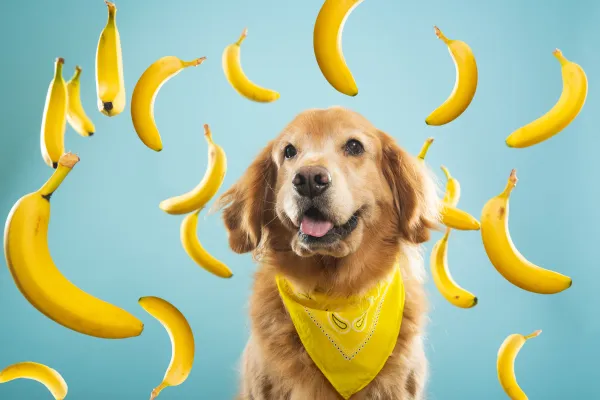 Cachorro pode comer banana todos os dias?