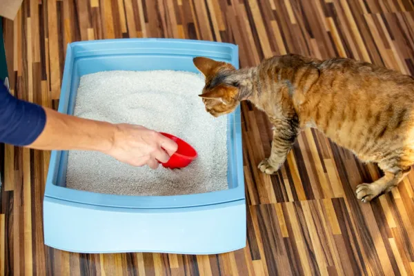 Como fazer gato filhote usar a caixa de areia nos primeiros dias