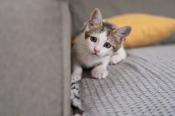 Como adaptar um gato filhote em apartamento pequeno