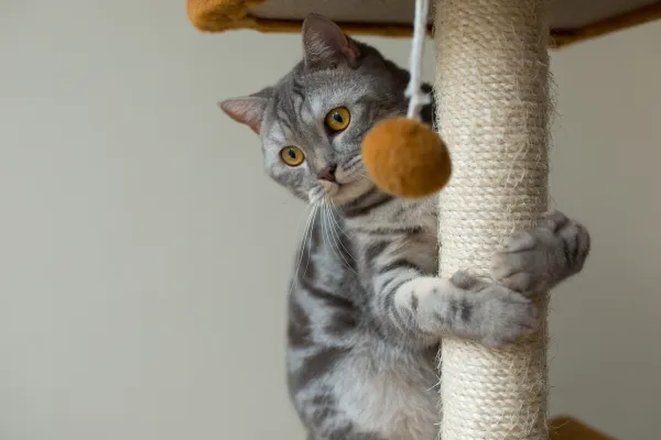 Quanto tempo um gato leva para se adaptar à casa nova?
