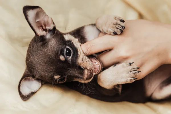 Como fazer cachorro filhote parar de morder durante as brincadeiras
