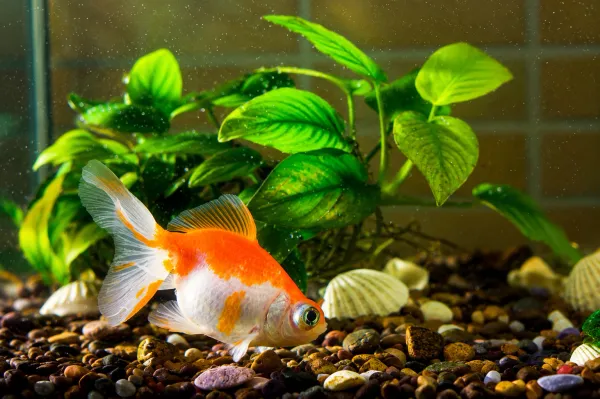 Por que os peixes ficam parados no fundo do aquário às vezes?
